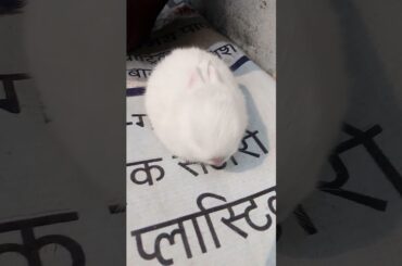Cute rabbit baby || #shorts #viral #trending #khargosh #cute #funny #bhoot #tiktok #youtubeshorts