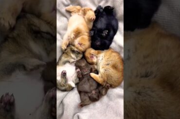 Cute Baby Rabbits #short #shorts #rabbit #bunny #animal #animals #pet #pets #cuteanimals #cute #baby