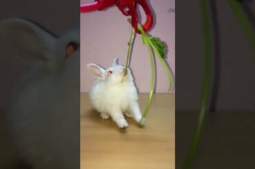 CUTE BUNNY IS ALWAYS FUNNY