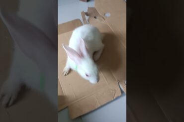 h53 cute bunny home tour #shorts #rabbit #pets
