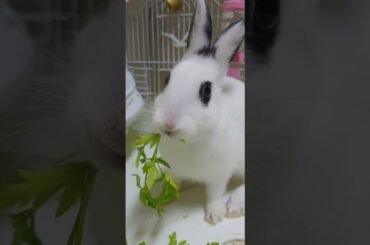 Baby bunny eating | Cute rabbit