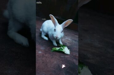 Cute Rabbit #shorts #youtubeshorts