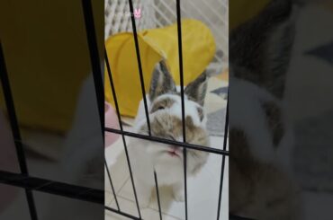Cute Bunny Rabbit Love Chinning #shorts #bunny #rabbit