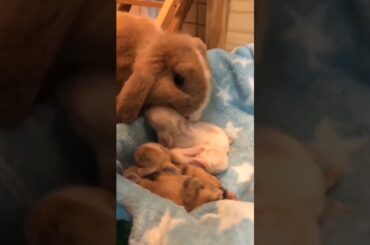 Mother Rabbit Licking Her Babies #short #shorts #youtubeshort #viral #viralshorts #ytshorts #youtube