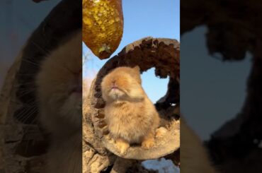 Animal World - Cute Rabbit Videos Compilation 4 #shorts #animallover #animalshorts #animals #rabbit