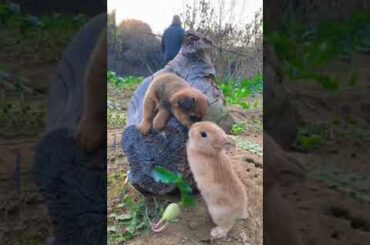 Cute rabbit videos || rabbit videos | cute bunny eating || pet rabbit || rabbit cartoon