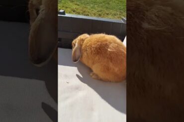 Cute bunny jumping!!!!