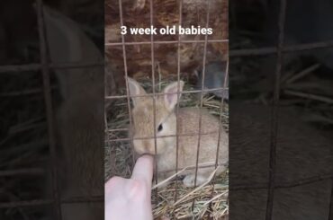 baby bunnies are finally hopping around. #bunny #rabbits #adorable #cute #critter