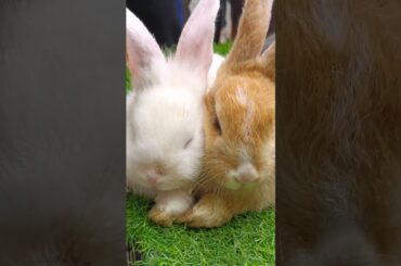 CUTE Rabbit. #shorts
