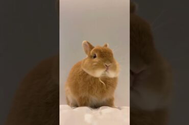 Funny Rabbit #short #shorts #shortvideo #viral #viralshorts #viralvideo #funny #cute #baby #pets#pet