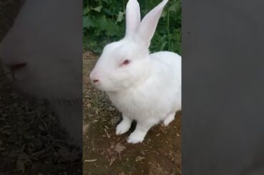 cute rabbit #short