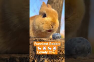 This Rabbit is SO Funny! #shorts #shortsvideo #shortsyoutube #youtube
