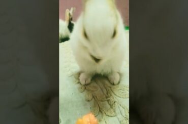 Cute Rabbit Try to learn clear his face #shorts
