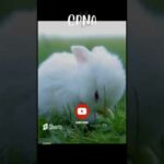 Cute Rabbit | Bunny #shorts #youtubeshorts #viral
