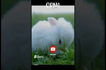 Cute Rabbit | Bunny #shorts #youtubeshorts #viral