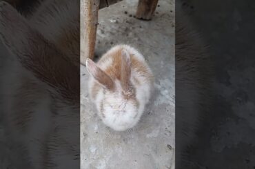 Cute baby bunny