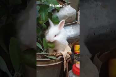 my cute bunny #bunny #rabbit #shorts #ytshorts #viral #trending