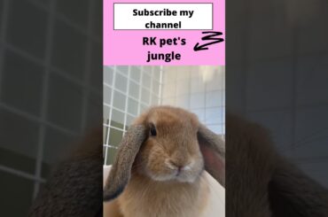 16 cute rabbit!cute rabbit nd dog videos!cute rabbit baby #shorts  cute rabbit funny videos, #shorts