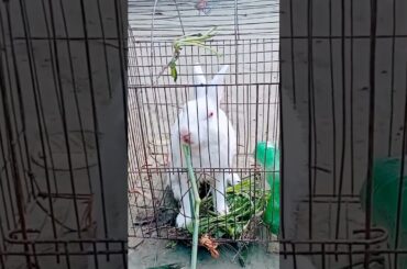 Outstanding Soo Cute Rabbit #shorts#short#shortvideo