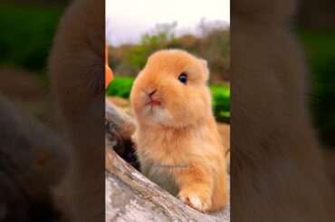 Cute Rabbit #short #shortvairalvideo