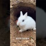 Rabbit baby, rabbit cute pet garden little cute pet