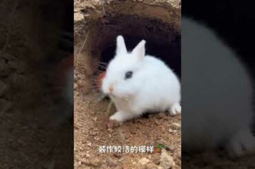 Rabbit baby, rabbit cute pet garden little cute pet