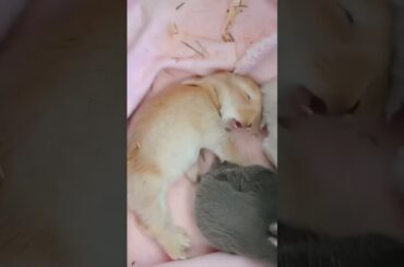 Baby Rabbit Roaring #short #shorts #viral #ytshorts #shortsfeed #viralshorts #pets #animal #cute