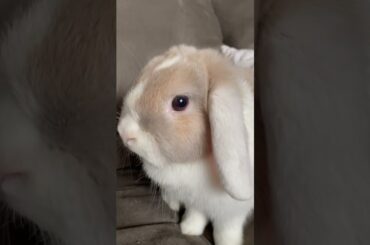 Cute bunny on couch!!!!!
