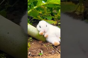 Cute bunny eat / A beautiful moment  #shorts