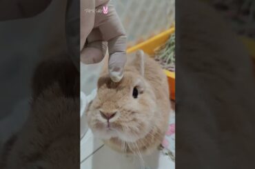 Cute Bunny Rabbit Love Head Rubs #shorts #bunny #rabbit