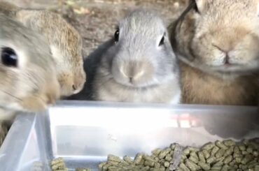 Baby bunny between the adult bunnies is super cute!