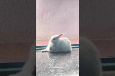 Cute Rabbit #rabbit