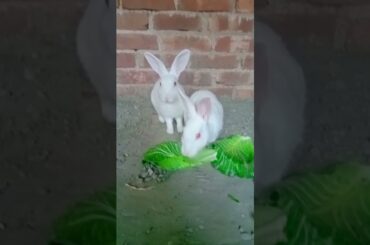 Cute Baby Rabbits Playing,Feeding Activities | Bunny Rabbit(Baby Rabbits)#RunnyRabbits #Babyrabbits