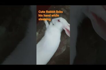 Cute Rabbit licks his hand while sleeping #SHORTS