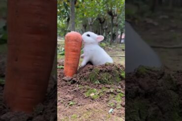 cute rabbit #cute #baby #rabbit #cutebaby#pet