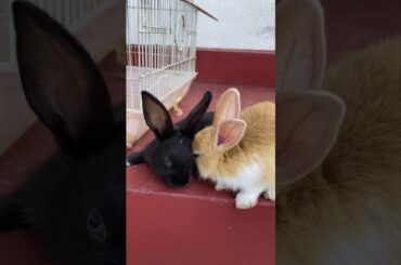 Cute Baby Rabbits Being Adorable | #Shorts | #baby  | #Rabbit | #Cute | 2023 | 6 |