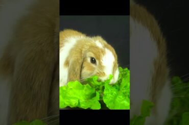 Cute Bunny ASMR Muckbang