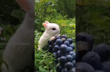 Cute bunny is so hungry! Beyond adorable. #adorable #bunny #rabbit #rabbits #pets #petstagram