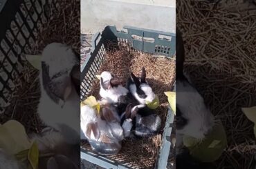 Little rabbit eating feed-Cute baby rabbit in the box