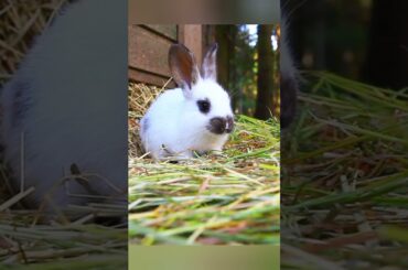 Cute Rabbit | Wild Animal
