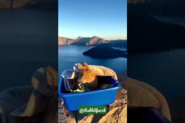 cute bunny funny mini travel vlog #rabbitfun2k #adoptdontshop #shorts #adopted #adopted #rabbit