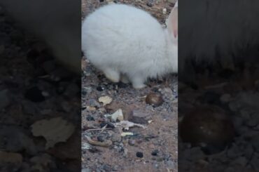 Cute White Baby Rabbit #Shorts