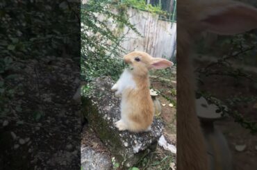 Baby Rabbit Eating | #Shorts | #baby  | #Rabbit | #Cute | 2023 | 6 |
