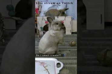 cute bunny #shorts #cuteanimals #bunny #animals