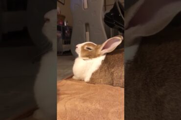 Cute Rabbit #short #shorts #rabbit #bunny #animal #pets #pet #viralvideo #viralvideo #cute #baby
