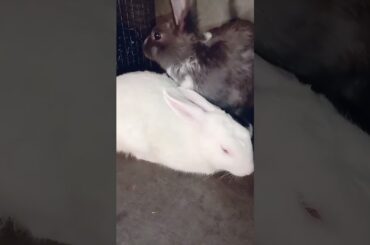 Two cute bunny#shorts