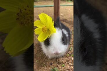 Pretty Little Baby Rabbits | #Shorts | #baby  | #Rabbit | #Cute | 2023 | 4 |