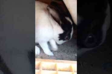 #cute rabbit face cleaning.