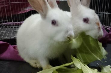 Cute Baby Rabbits Playing, FeedingActivities | Bunny Rabbit (Baby Rabbits)