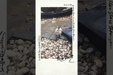 KELINCI LUCU NYARI SARAPAN || cute bunny looking for breakfast